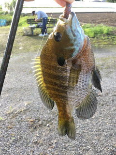 天皇陛下がブルーギル持ち帰りで謝罪！？真相や舞台裏が明らかに！