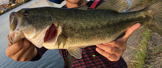 【電車釣行】埼玉野池 ファットイカで48cm&メガバスサイクロンでも バスGet【バス釣り】2017.10.08