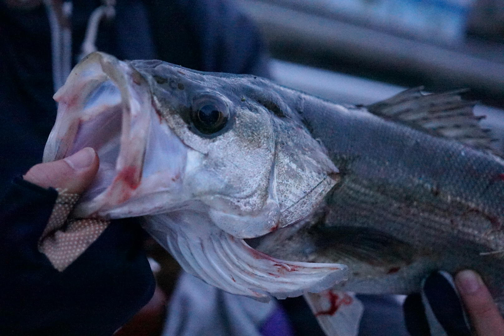【ポイントマップ】東京湾・運河 オカッパリ シーバスポイント 侍従川編【金沢八景駅】