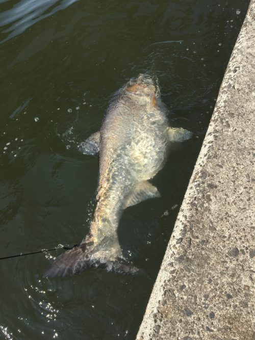 【電車釣行】GW初日 牛久沼おかっぱりでアフターの40upバスゲット（佐貫駅）