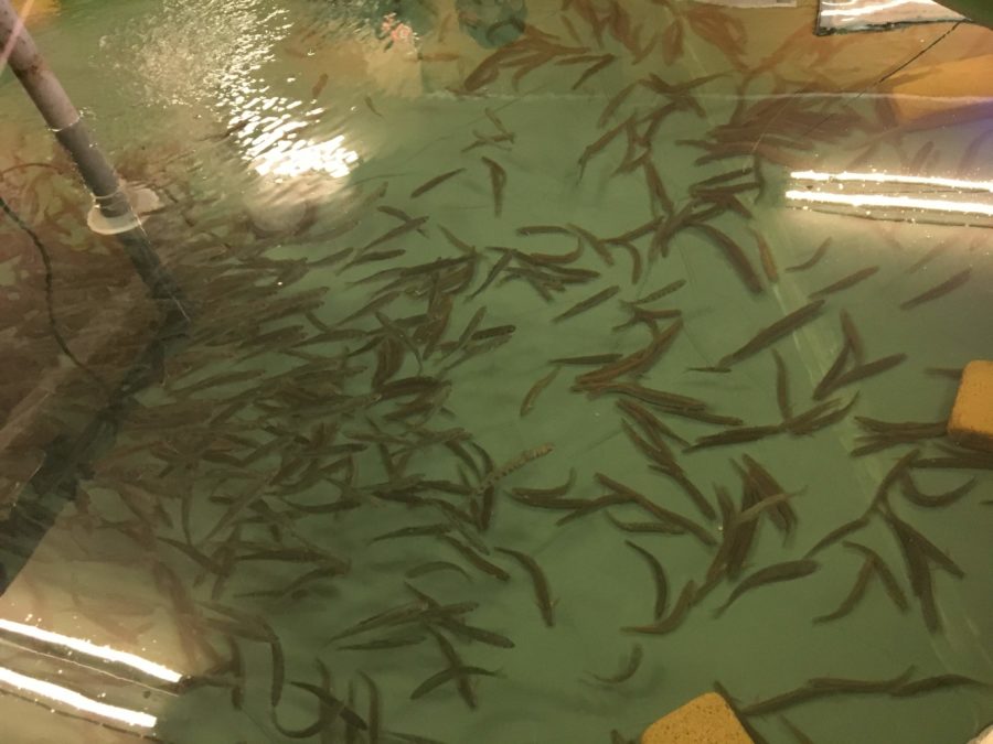 CMやドラマのロケ地でお馴染み!市ヶ谷の釣り掘りに行ってきました