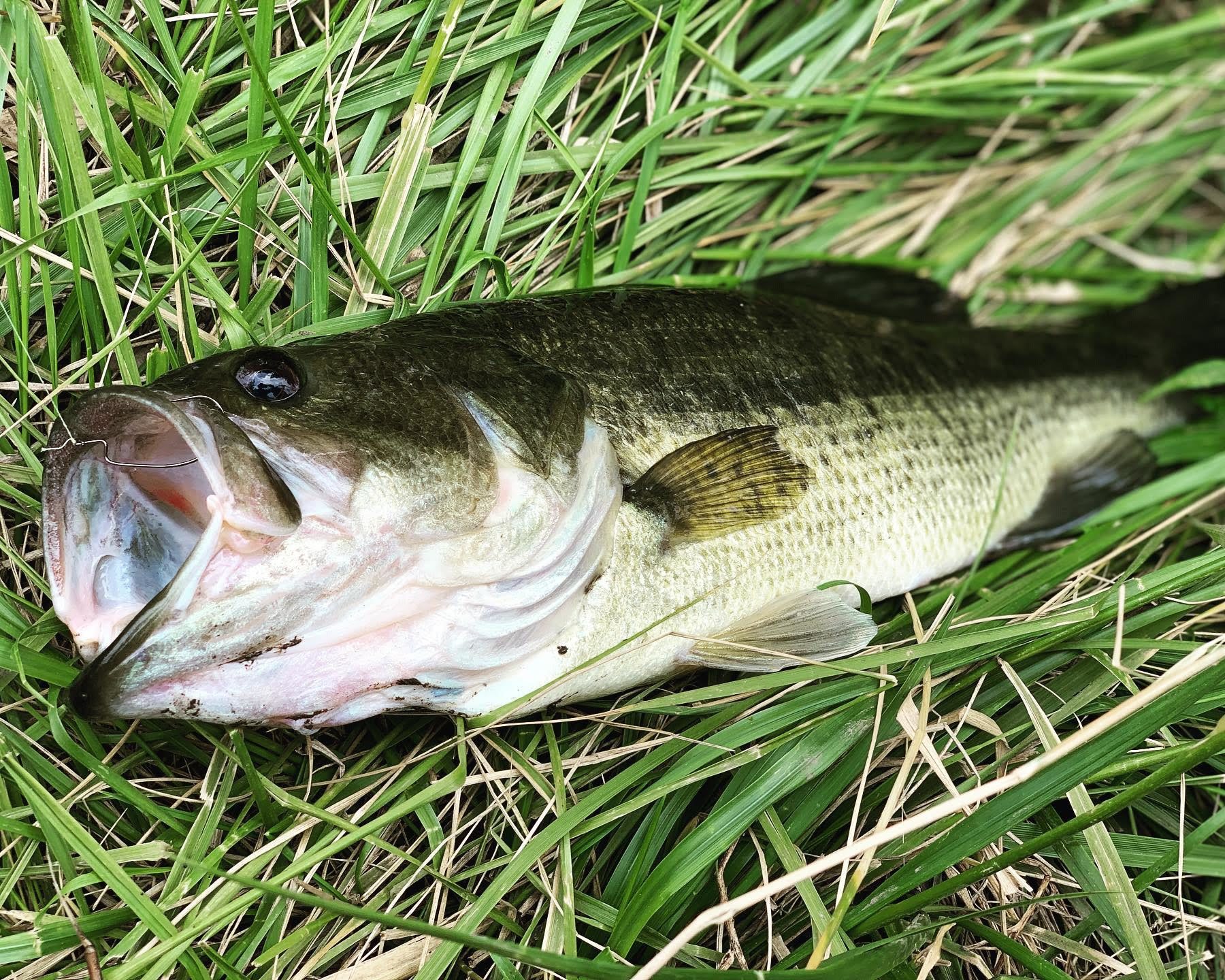 【電車釣行】印旛沼水系 新川・花見川 釣りガールのバス釣り3度目の正直となるか？